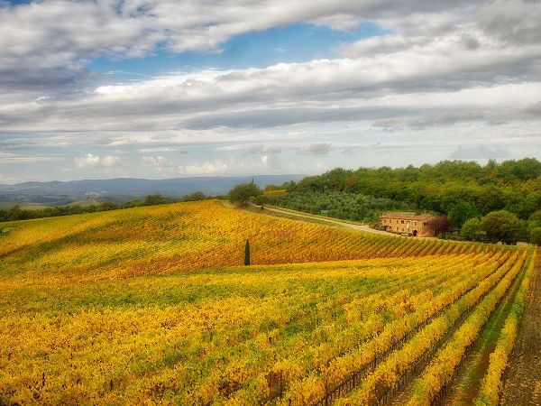 Eggers, Julie 아티스트의 Italy-Tuscany Colorful vineyard in autumn작품입니다.